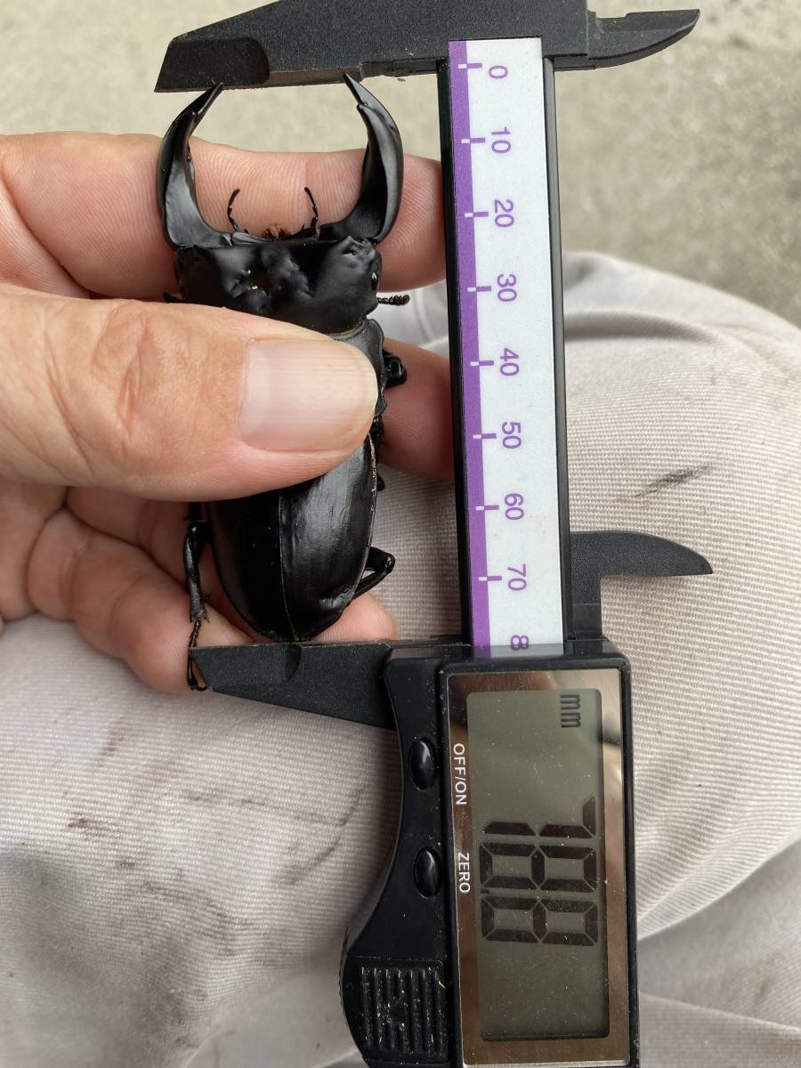 中国ホペイ北峰産　♂78×♀47ペアー