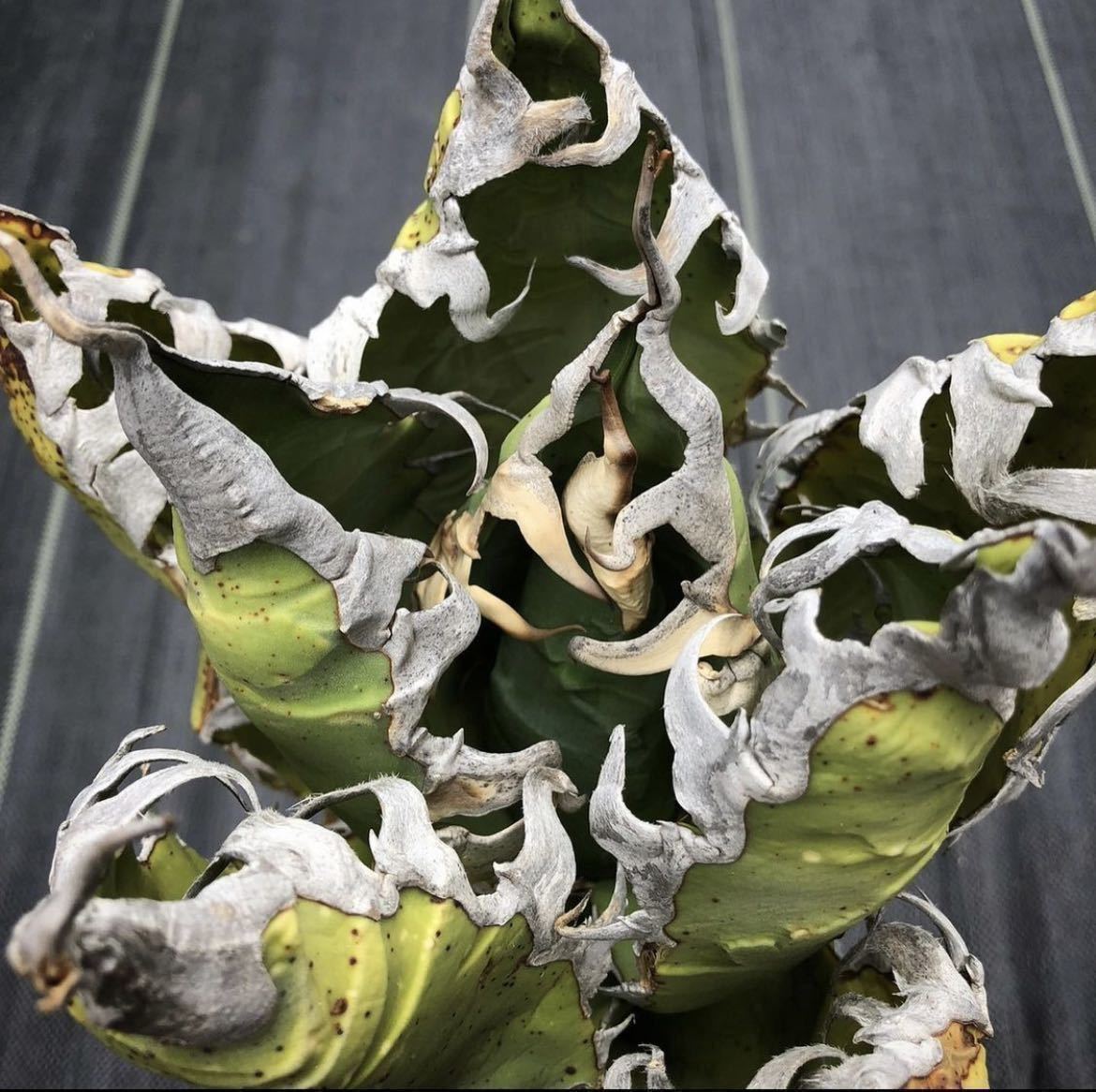 アガベ チタノタ 'GODZILLA ' Agave titanota ' GODZILLA ' 14 アガベ アガベ チタノタ 'GODZILLA ' Agave titanota ' GODZILLA ' 14 アガベ