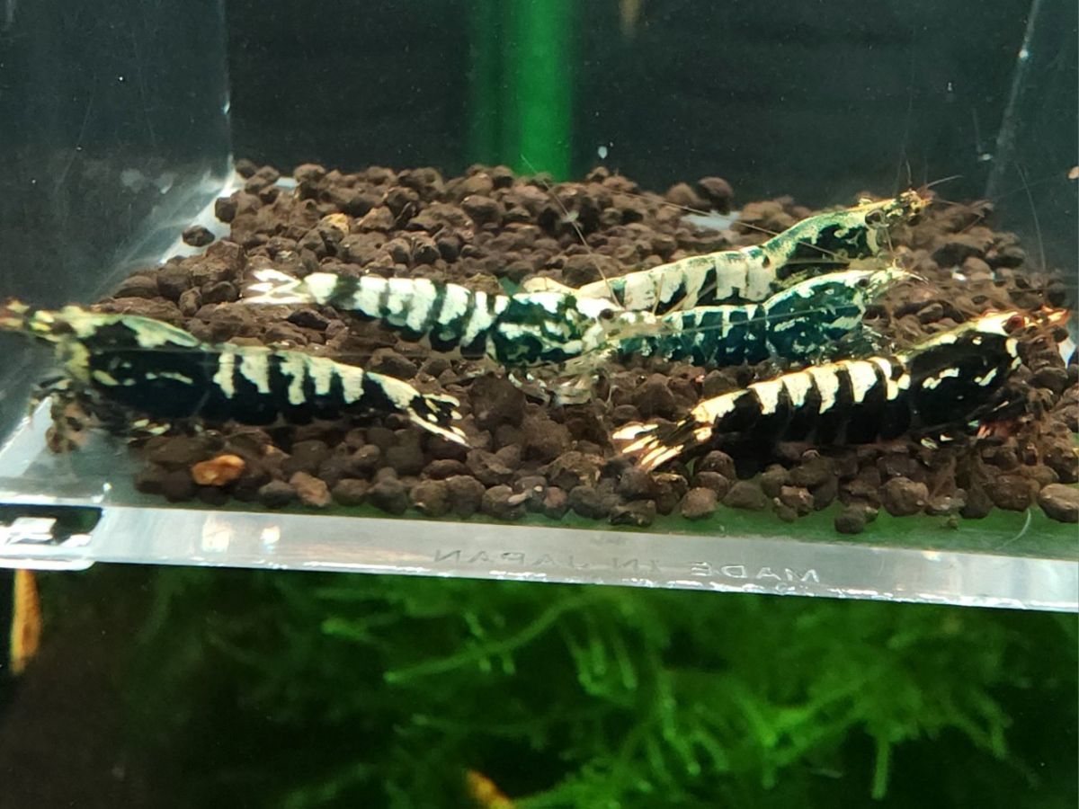 【ローキーズネオ】即ブリードセット キング血統(ギャラクシーフィッシュボーン) オスメス入ってます！0627a79mk2