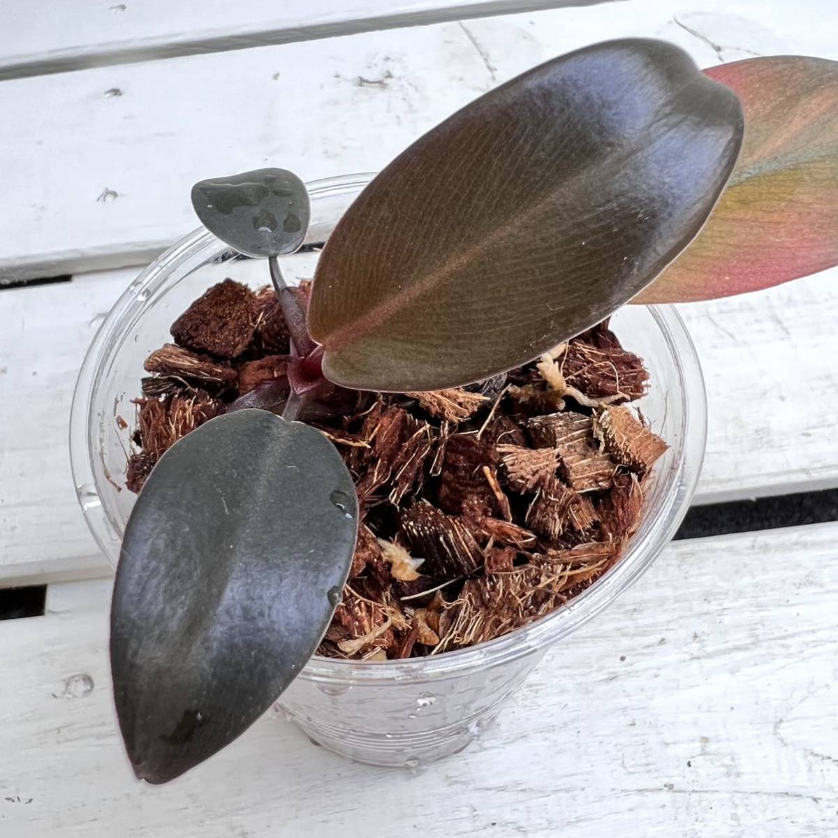 フィロデンドロン ブラックカーディナル斑入り Philodendron black