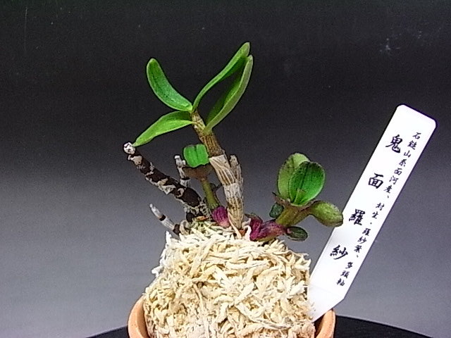 ♪山野草、セッコク、長生蘭 『鬼面羅紗』♪(ラン)｜売買された
