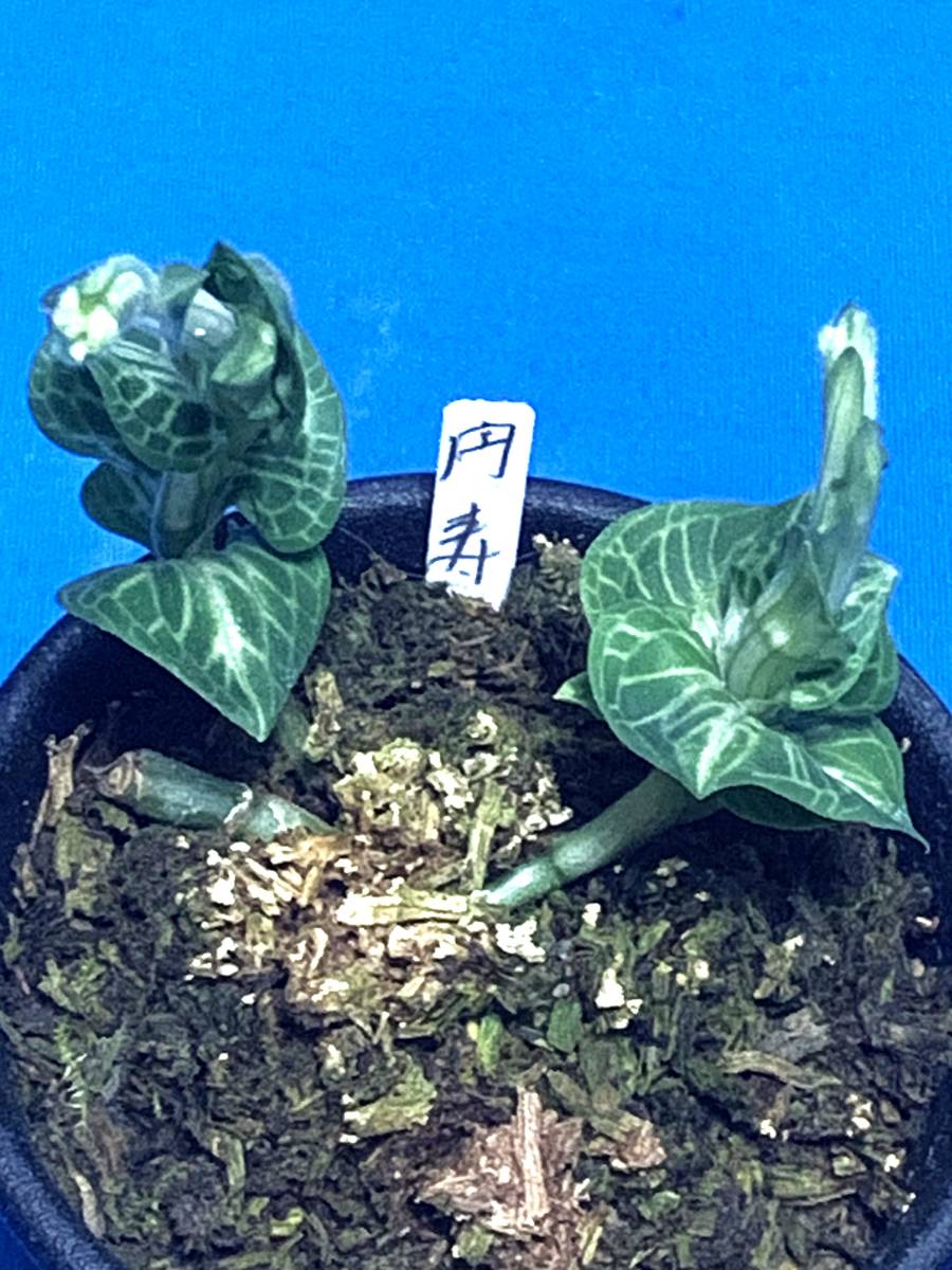 【錦蘭 ミヤマウズラ 「円寿」】★増殖品 シュスラン 斑入山野草 花 野生蘭 斑入 ラン 珍品 原種★