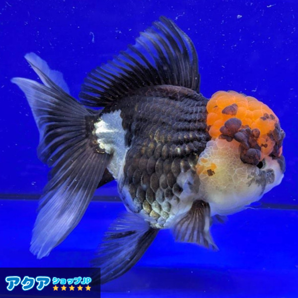  返金保証 動画 オランダ獅子頭 ローズテール k1698 タイ産 大きめ個体 15cm パンダ オス 6ヵ月 #金魚 7月7日発送(獅子頭)｜売買されたオークション情報、yahooの商品情報をアーカイブ公開 - オー 獅子頭