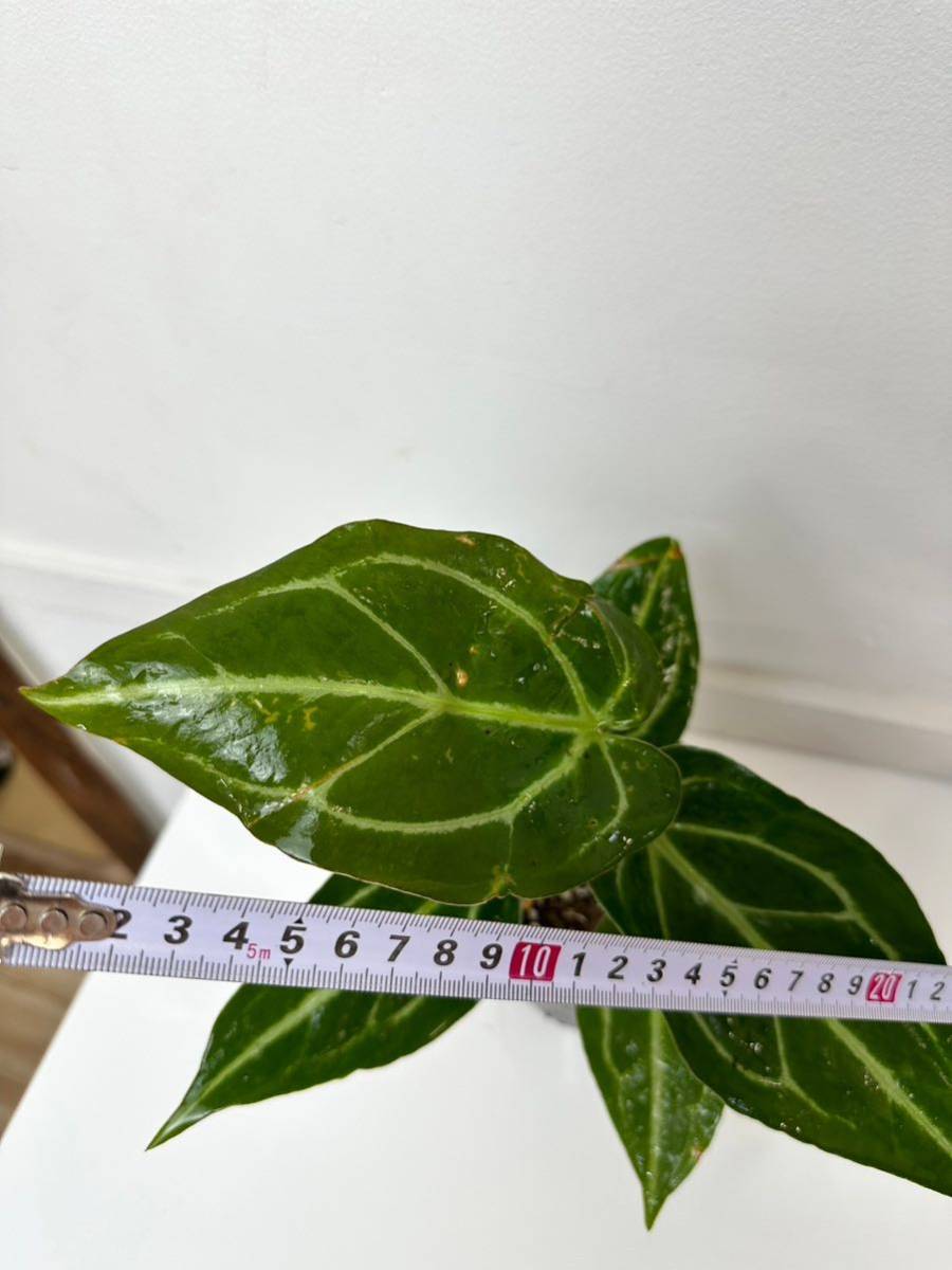 1斑入り アンスリウム ミシェル x クリスタルシルバー 選択可能