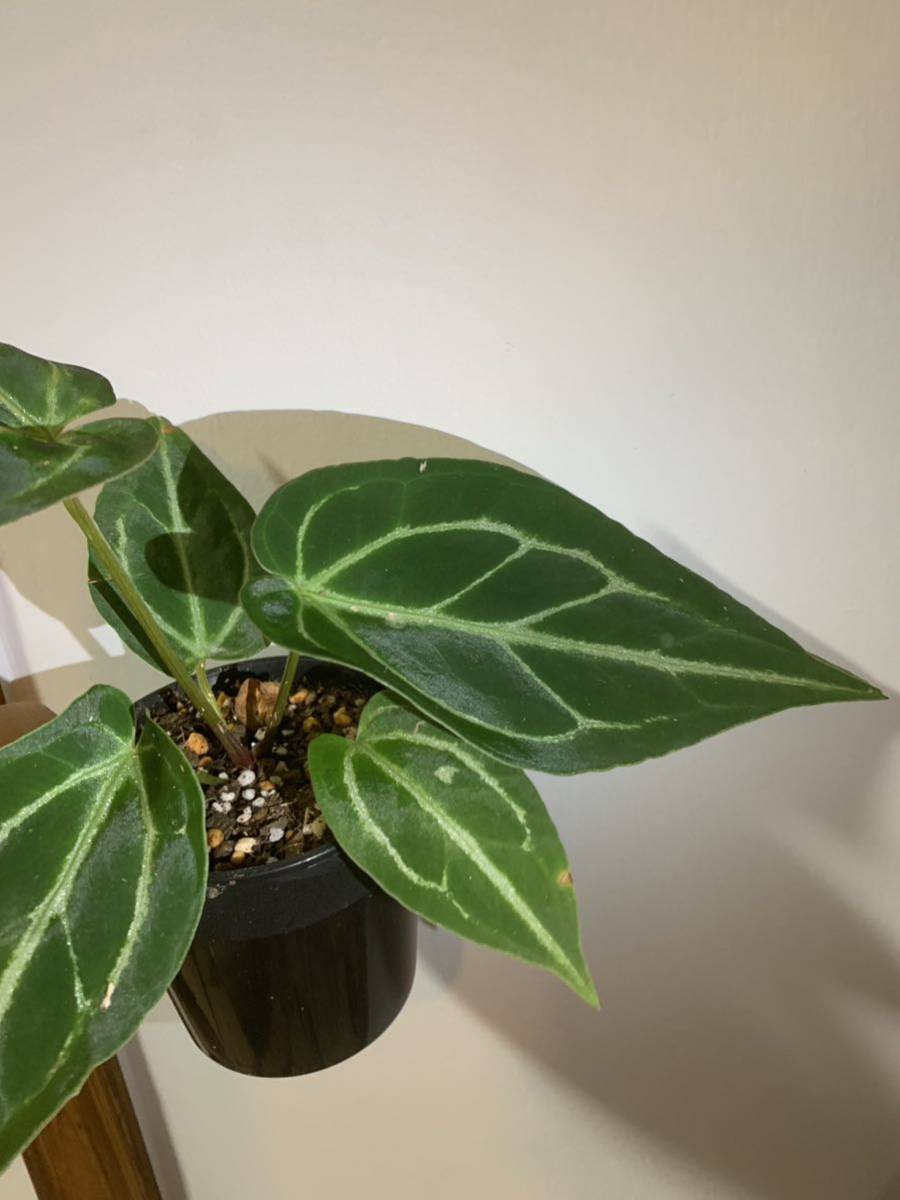 アンスリウム ミシェル x クリスタル シルバー 斑入り アンスリウム