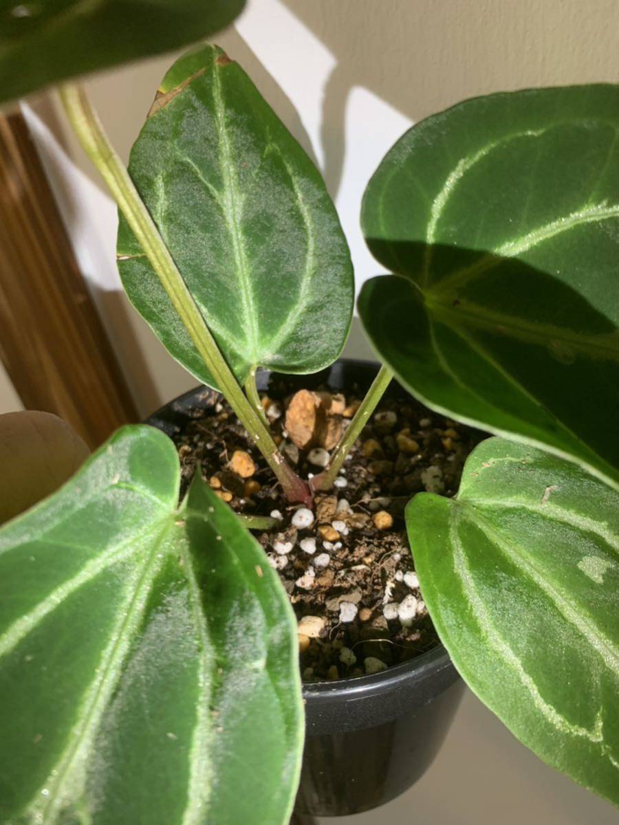 アンスリウム ミシェル x クリスタル シルバー 斑入り アンスリウム