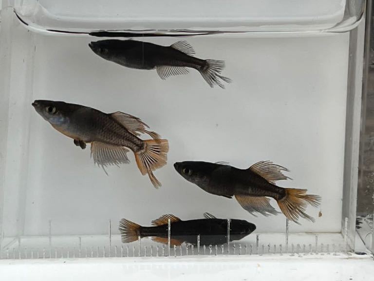 ★ハピネスめだか★ アレス　２ペア