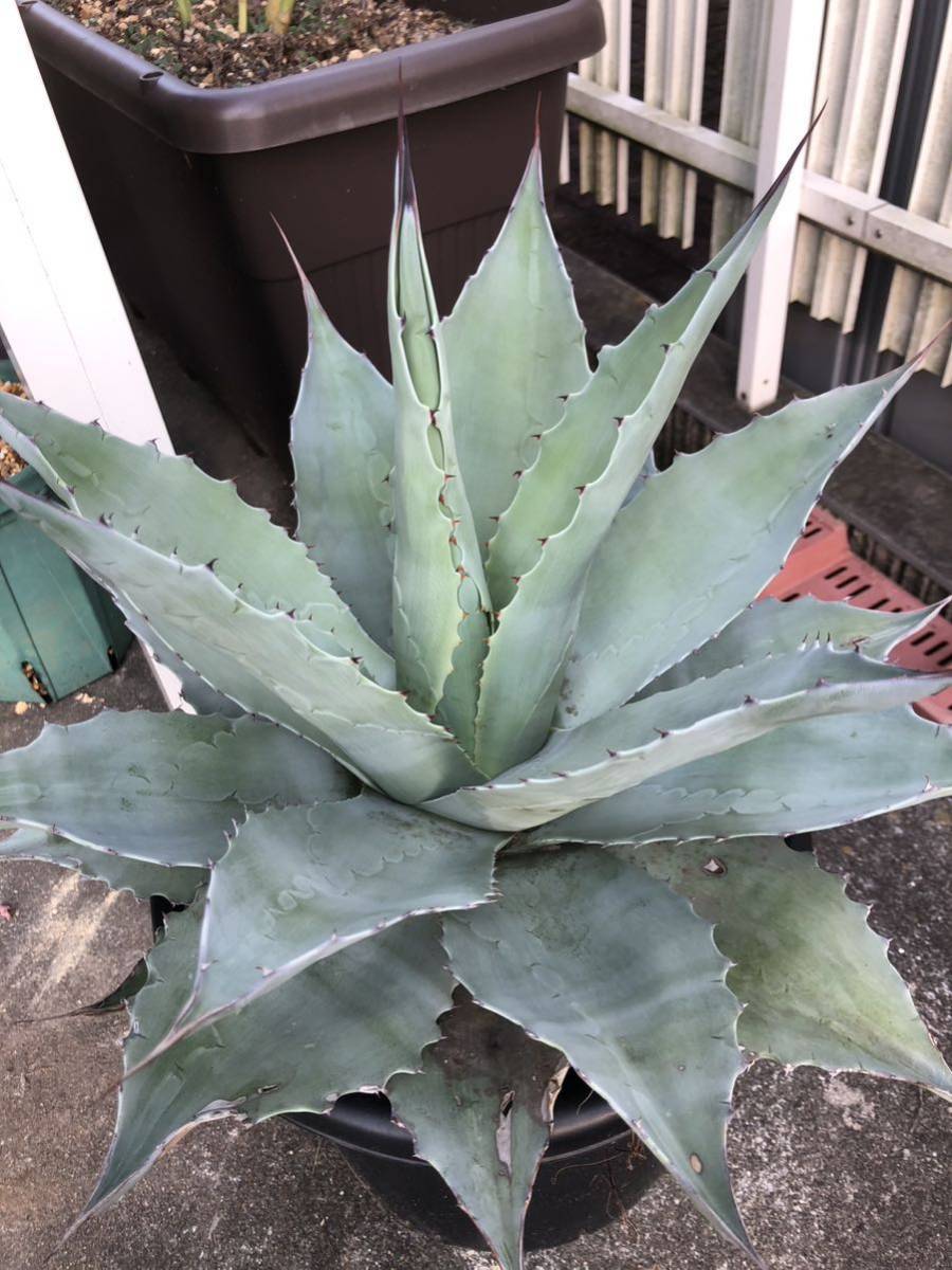 アガベ オバティフォリア 実生 8号鉢 Agave ovatifolia サボテン　多肉植物 