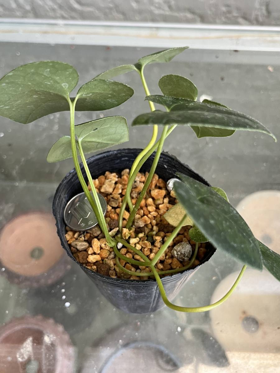 山野草 キナンカンアオイ 青軸 潤み花(鉢植え)｜売買された