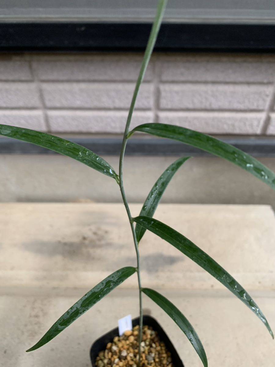 串本ユリ〜山野草 ササユリ