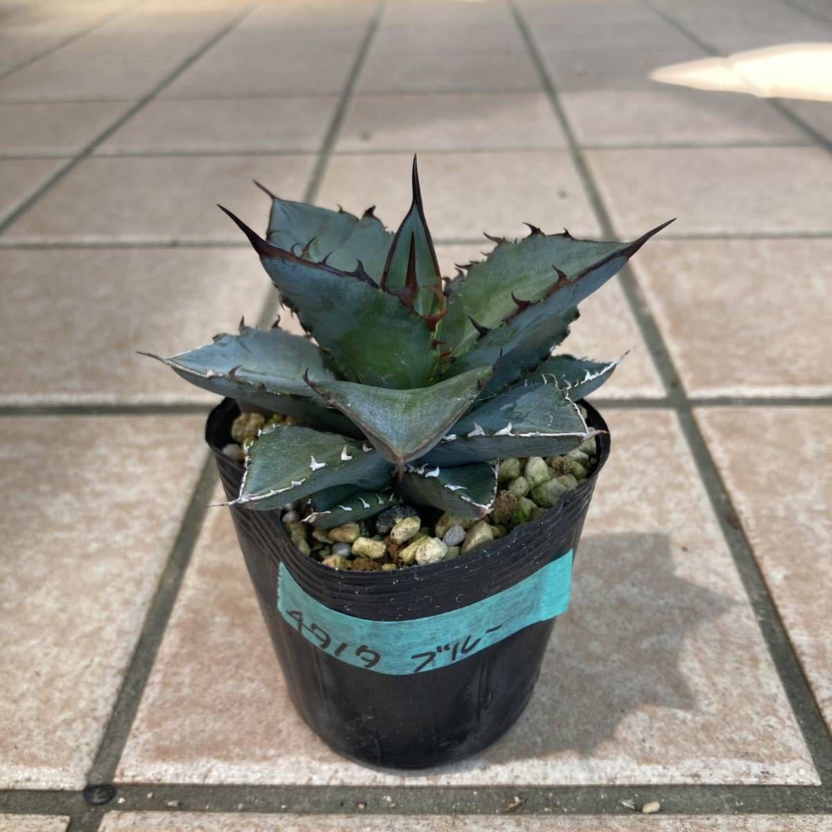 アガベ 青緑色 チタノタブルー　大株販売 アガベ チタノタ ブルー アガベ 青緑色 チタノタブルー 大株販売