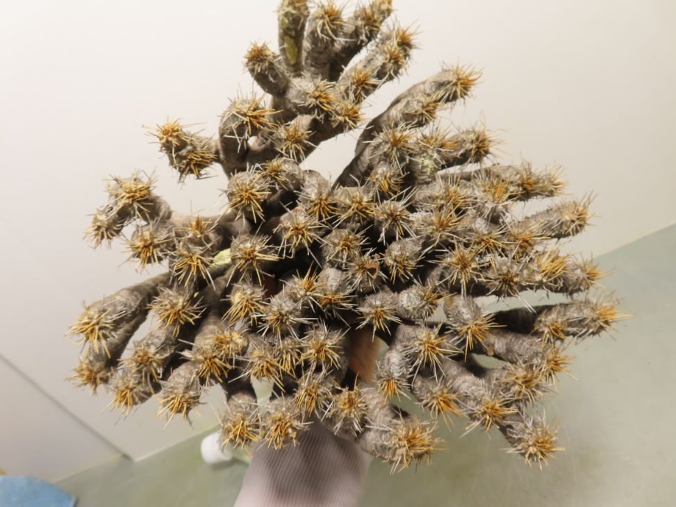  ケ4605 多肉植物 ユーフォルビア ギラウミニアナ L 抜き苗 6/30最新到着 マダガスカル Euphorbia guillauminiana(観葉植物)｜売買されたオークション情報、yahooの商品情報をアーカイブ公開 - オークフ その他