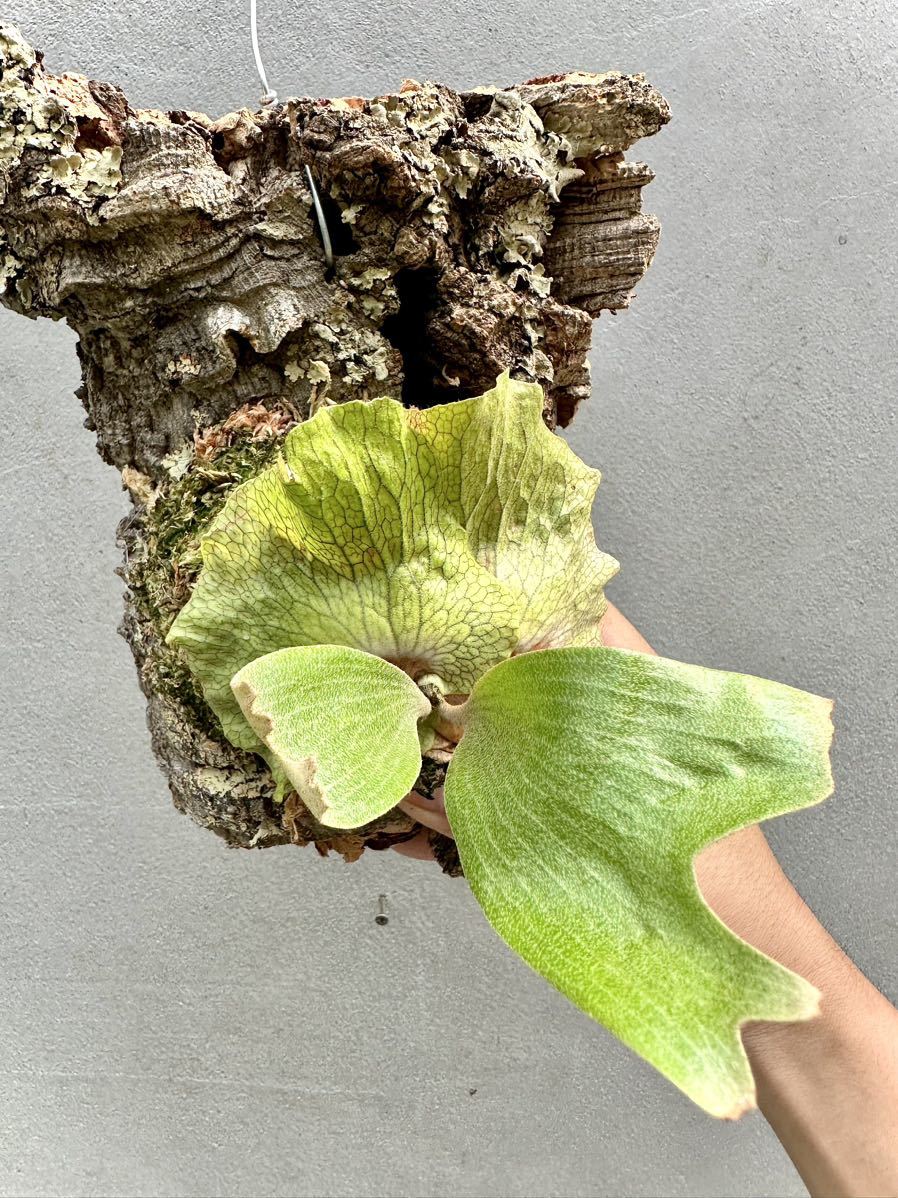 P. quadridichotomum wild クアドリディコトマム【vandaka】ビカクシダ