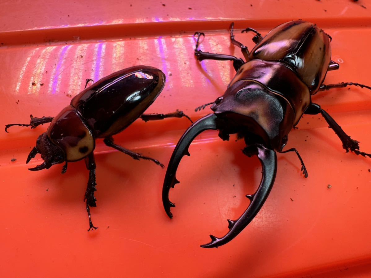 Lucanus_7】ファブリースタカクワイ 77×38 成虫 ペア