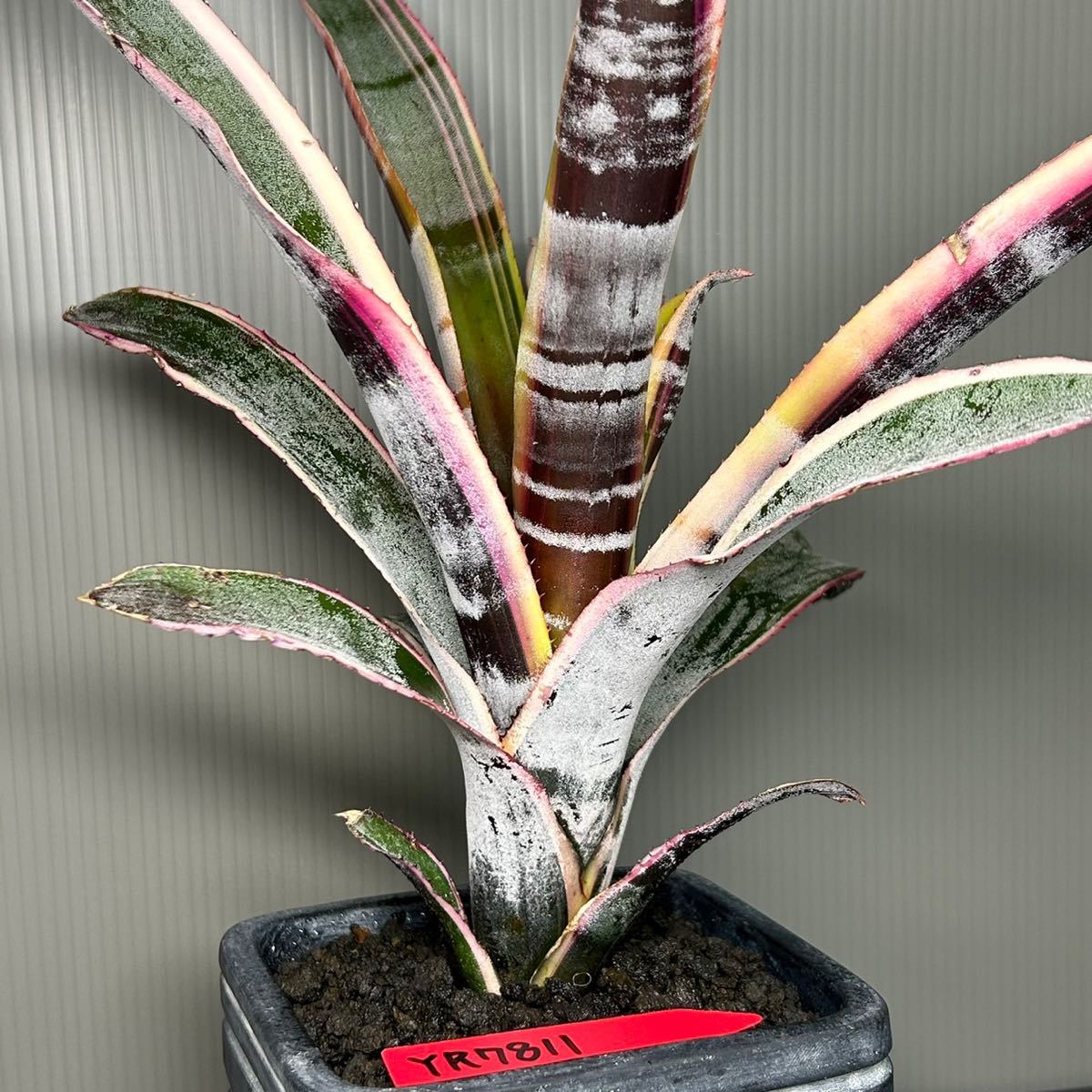 エクメア Aechmea Otto かさばり