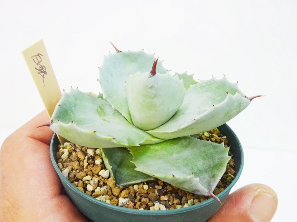 R*u様 CBX400F 550F 激鳴きLATE RISER