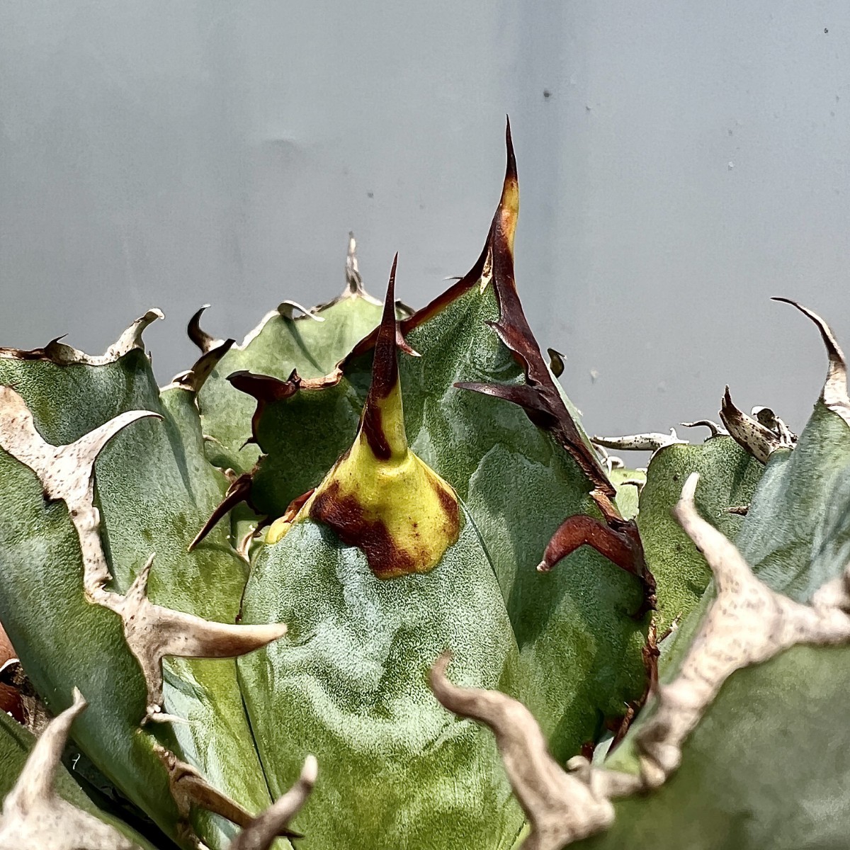 アガベ 牡丹葉白鯨 ブ*リ様 19アガベAgave 牡丹葉白鯨 極上強