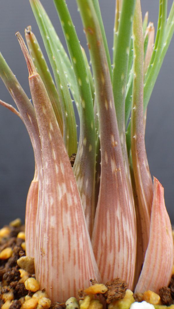 多肉植物 アロエ グラスアロエ ボウィエア 無茎種 1 CITES2類の入札