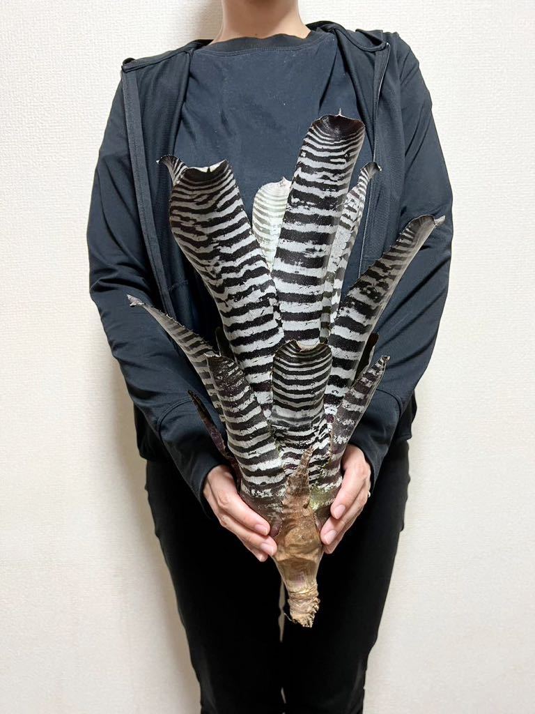 B37. 特大株 ▽aechmea chantinii▽ エクメア カンティニー ブロメリア 【PLANET】ホヘンベルギア 塊根植物 サボテン アナナス