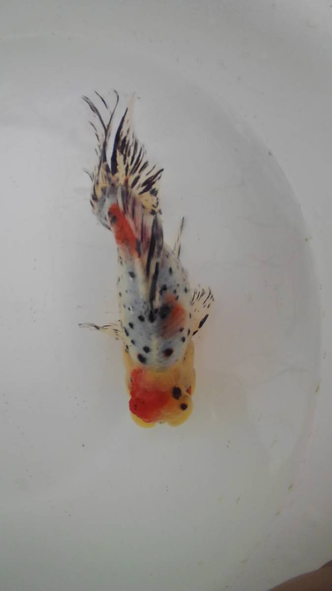 K K M ] 鈴木東錦 参歳魚 自家繁殖 雌タイプ種 観賞用 17cm 動画あり