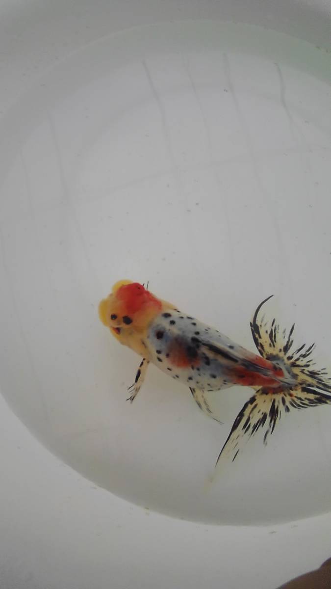 K K M ] 鈴木東錦 参歳魚 自家繁殖 雌タイプ種 観賞用 17cm 動画あり