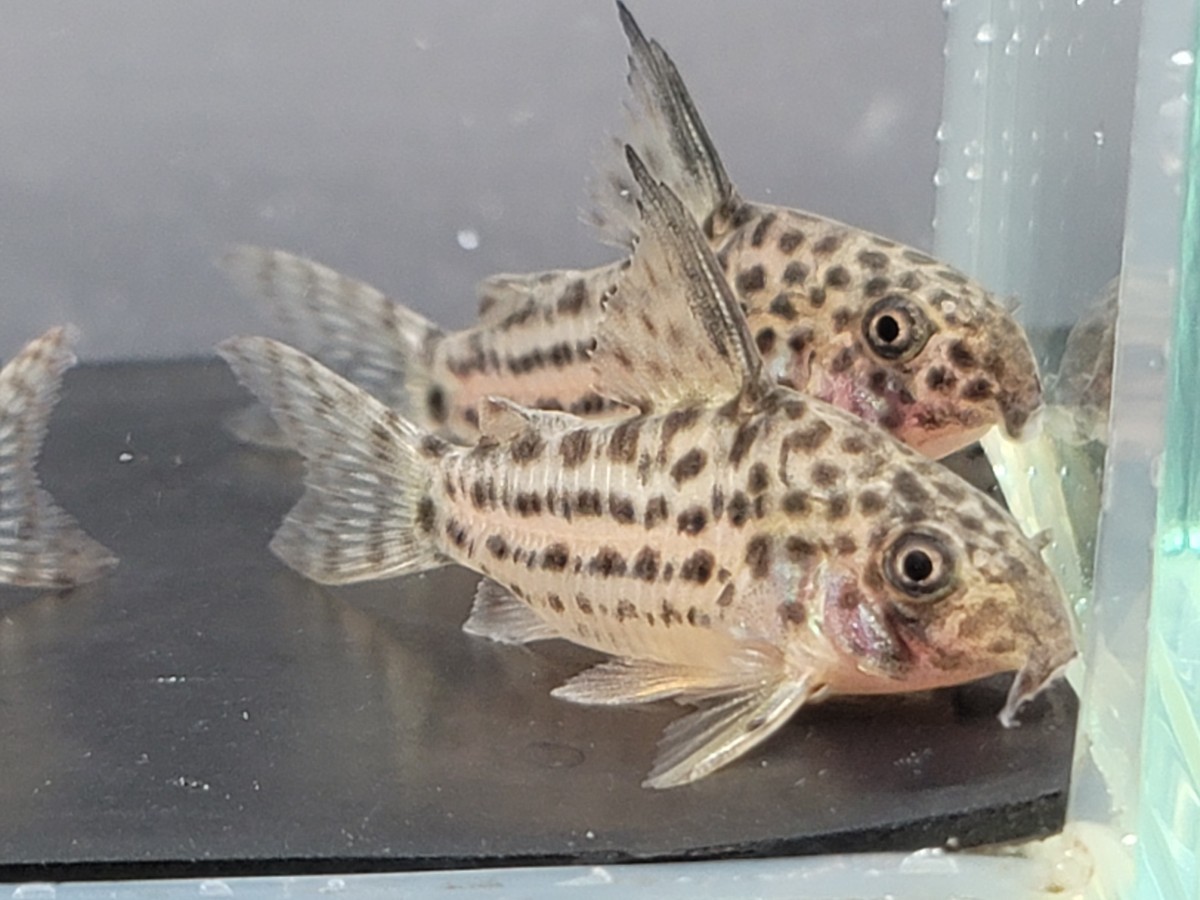 金魚家(ブリード)【ラージスポットアラグアイエンシス】【4.0cm】【5匹】【鹿児島県陸送発送のみ】【商品説明要確認】