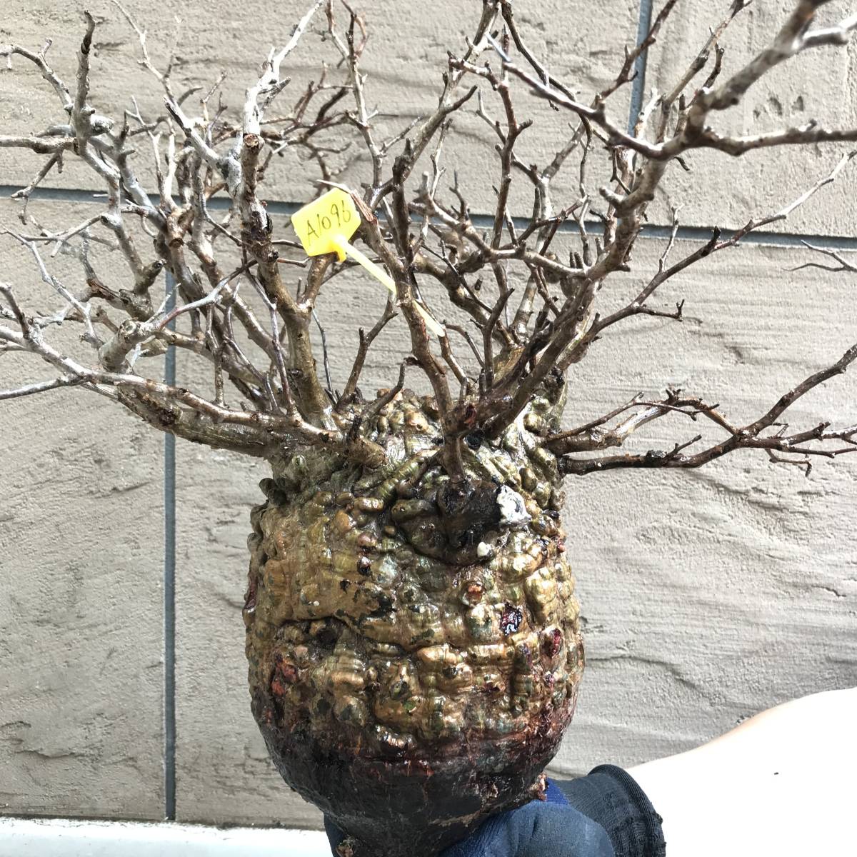 FP56 オペルクリカリア パキプス ベアルート株 FP56 オペルクリカリア パキプス ベアルート株 オペルクリカリア