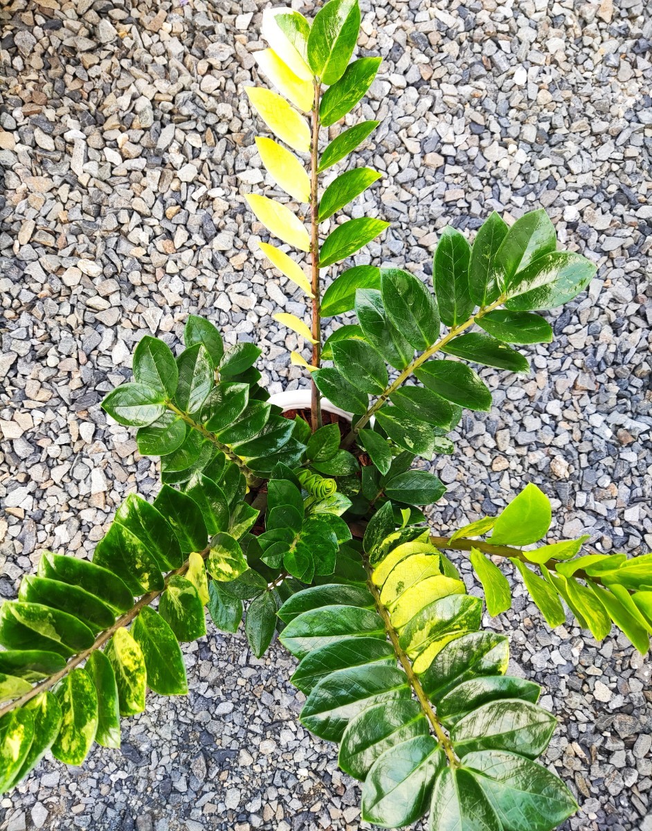 A 希少 レア ザミオクルカス ザミフォーリア 斑入り 観葉植物