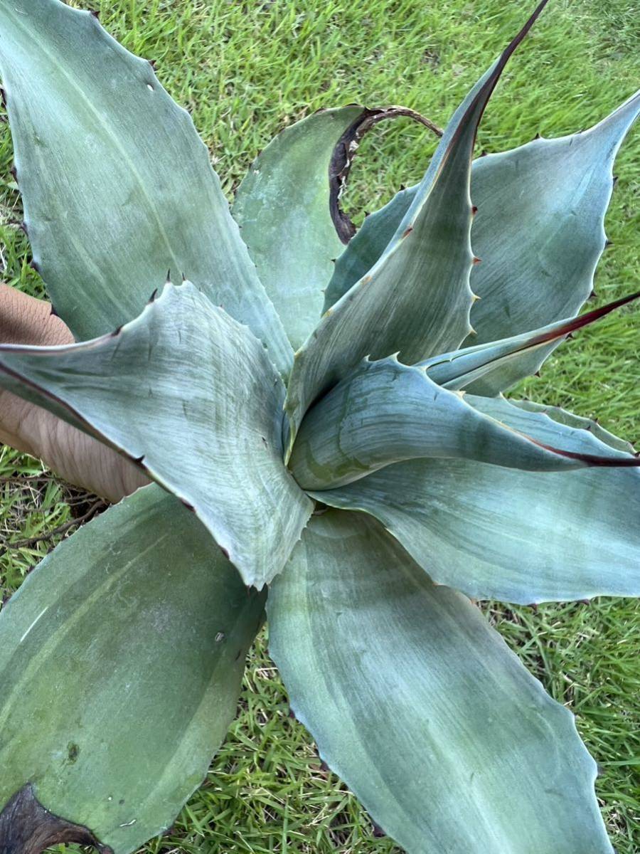 農園直送】特大サイズ AGAVE アガベ オバティフォリア カメオ 斑入り 