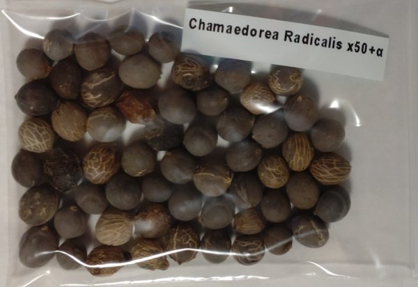 チャメドレア ラディカリス 種子 50粒+α Chamaedorea Radicalis 50 seeds+α 種 ヤシ