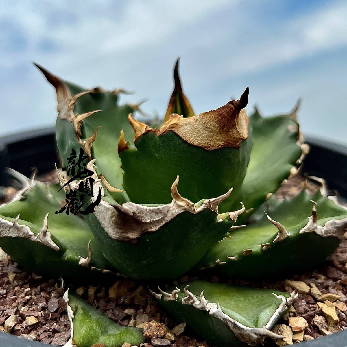 TITANOTA 強棘 ボールタイプ AGAVE 美まん丸 Agave No.008 チタノタ