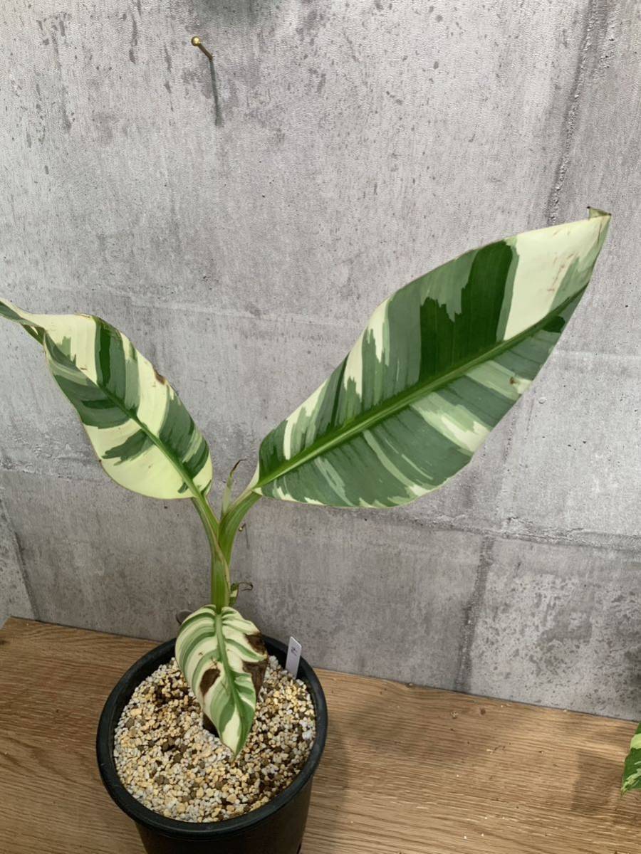 No.74【斑入りバナナ】】アエアエバナナ ムサアエアエ《Eba Plants