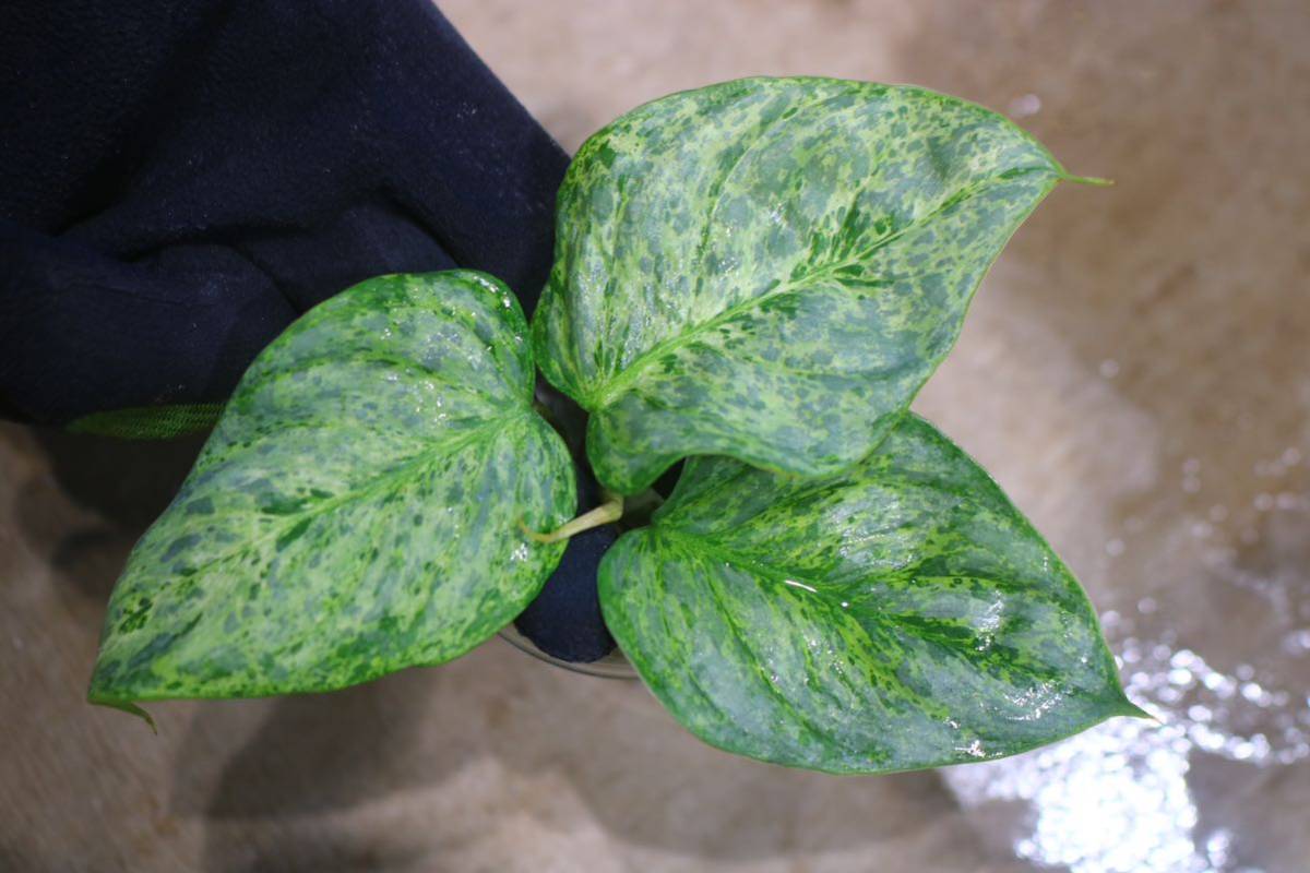 No.09/-TGK-/Philodendron sodiroi ’Variegated‘/フィロデンドロン ソディロイ 斑入り/