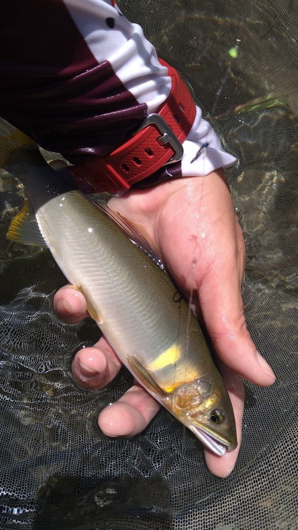 四国最後の清流　四万十川天然鮎　2023.7.17