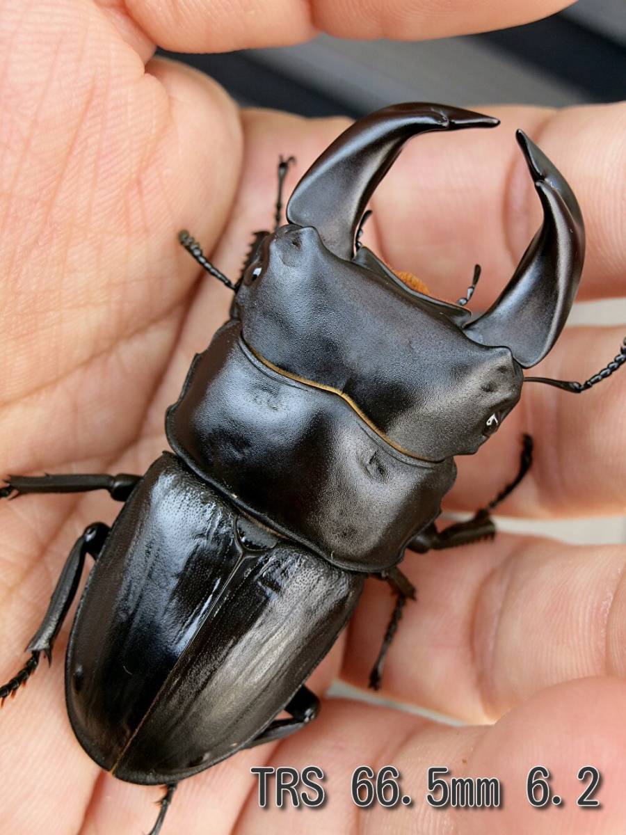 ホペイオオクワガタ幼虫5頭 ホペイオオクワガタ幼虫5頭