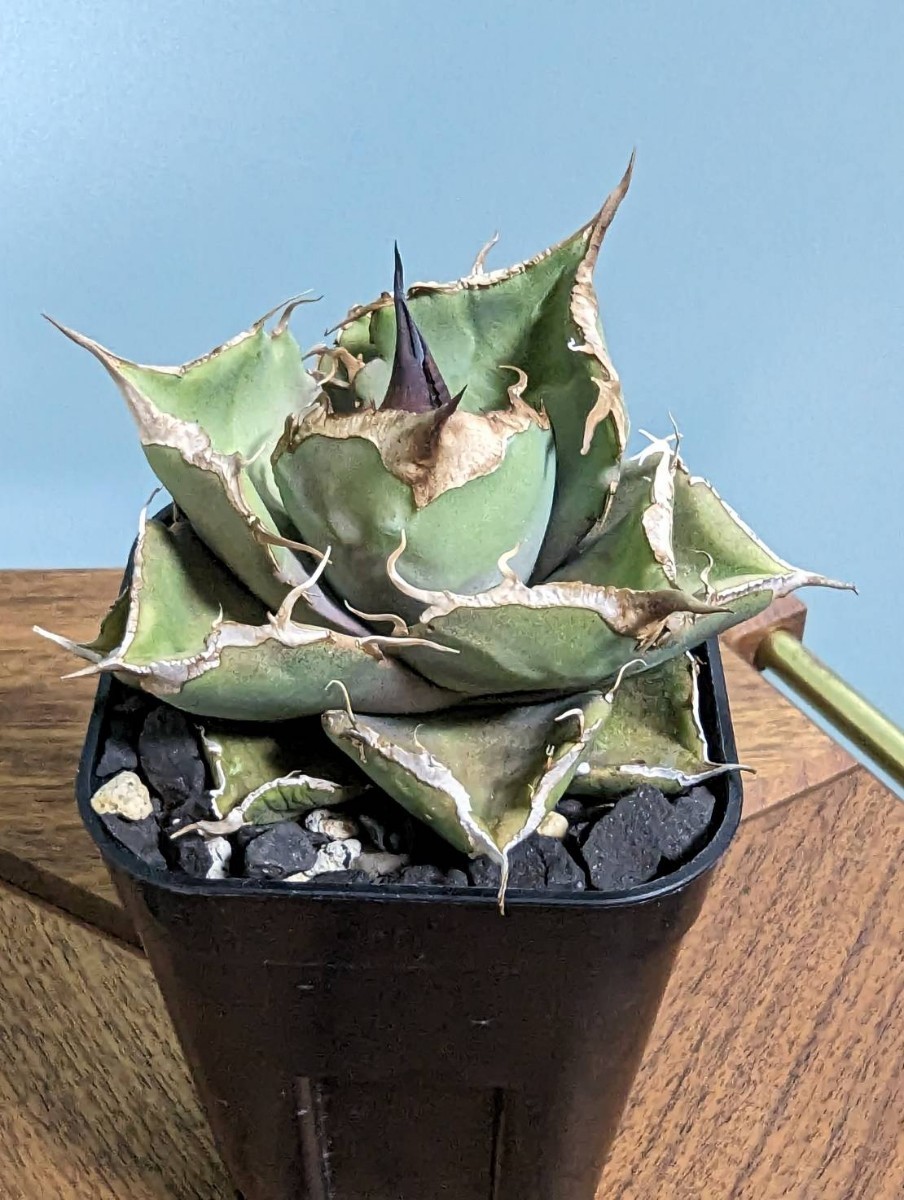 ⑧発根済 アガベ チタノタ 黒豹 中株 Agave titanota BlackPanther