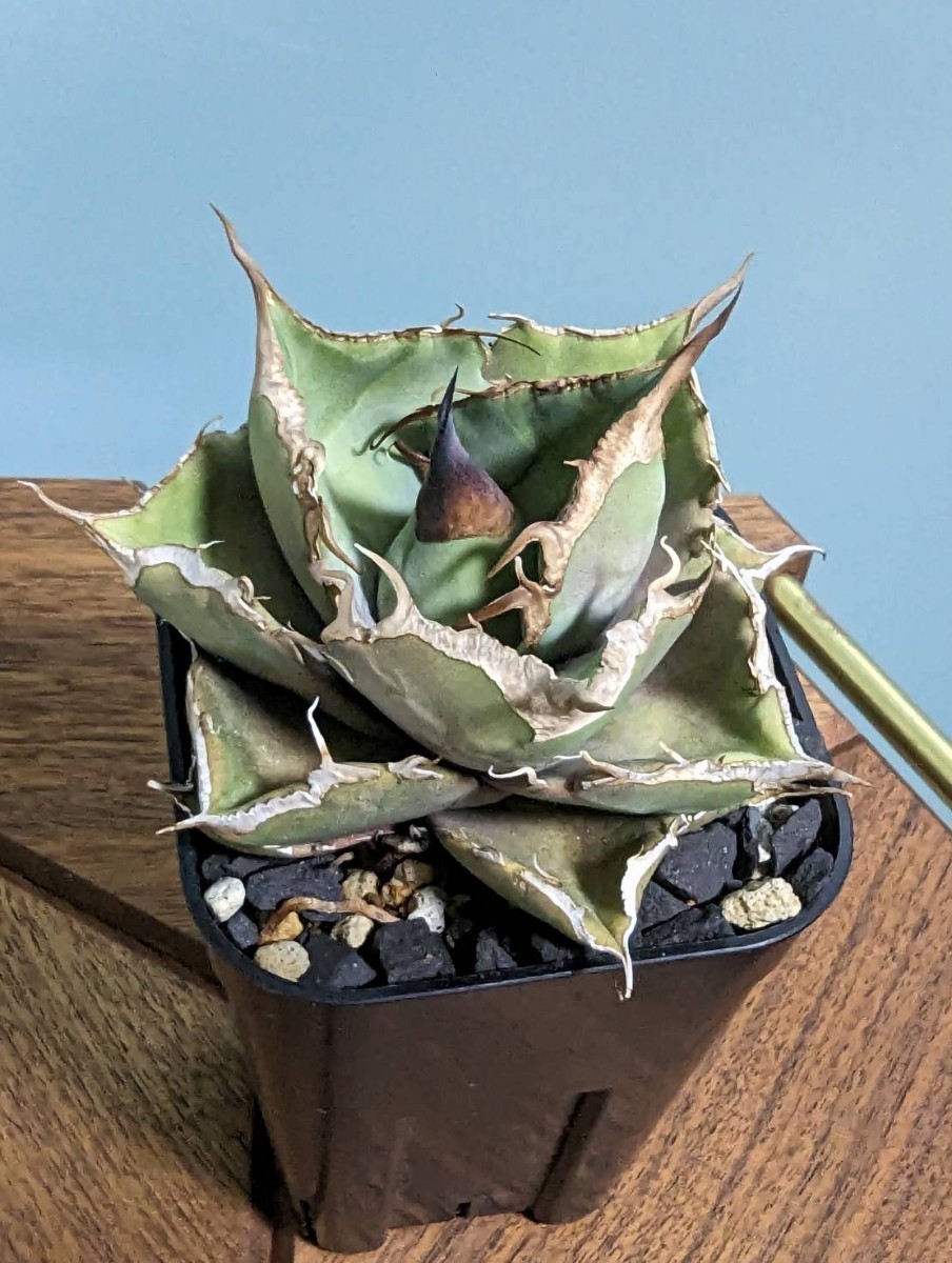 【ムチムチ株】アガベ黒豹 オテロイチタノタ ムチムチ株】アガベ黒豹 オテロイチタノタ ムチムチ株】アガベ黒豹