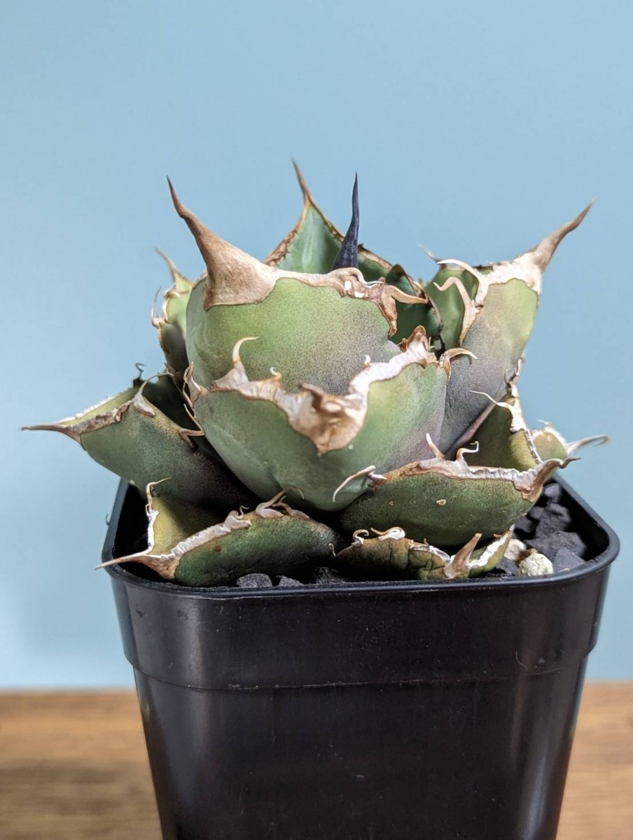 【ムチムチ株】アガベ黒豹 オテロイチタノタ ムチムチ株】アガベ黒豹 オテロイチタノタ ムチムチ株】アガベ黒豹