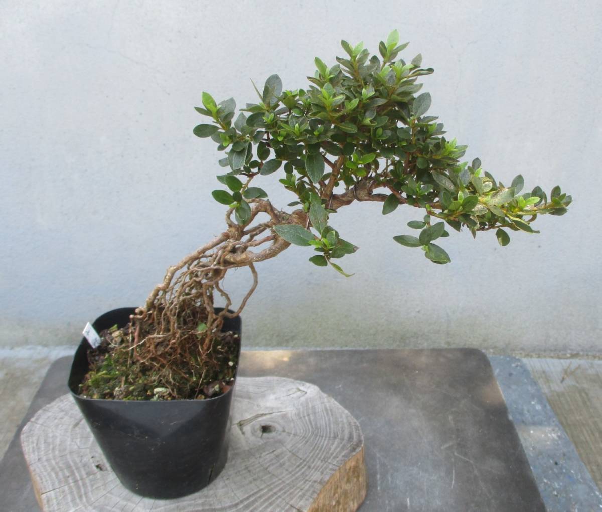 ◇皐月（サツキ）盆栽・根上りセット◇4号鉢・11鉢セット◇