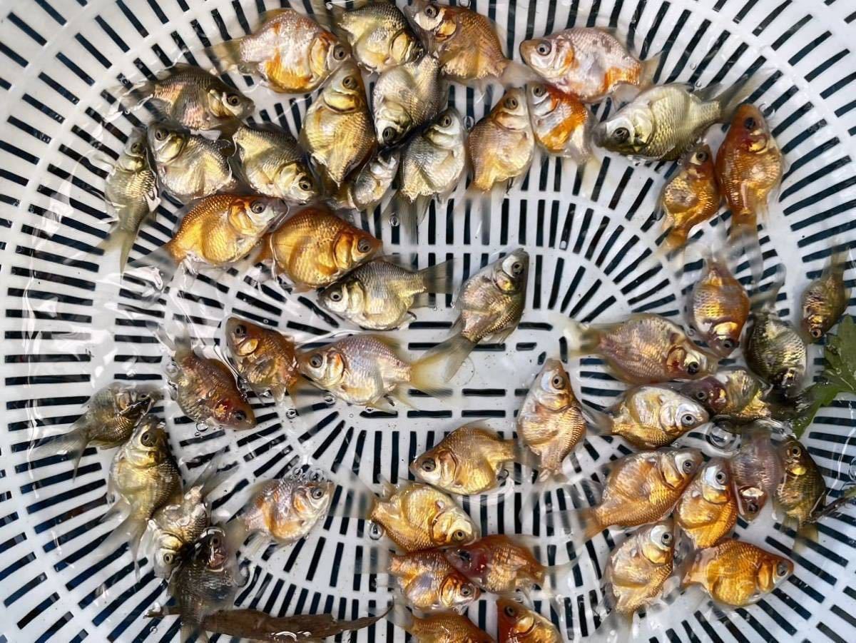 金魚純血統福ダルマ2023年産 稚魚20匹+α【晴だるま産】玉サバ