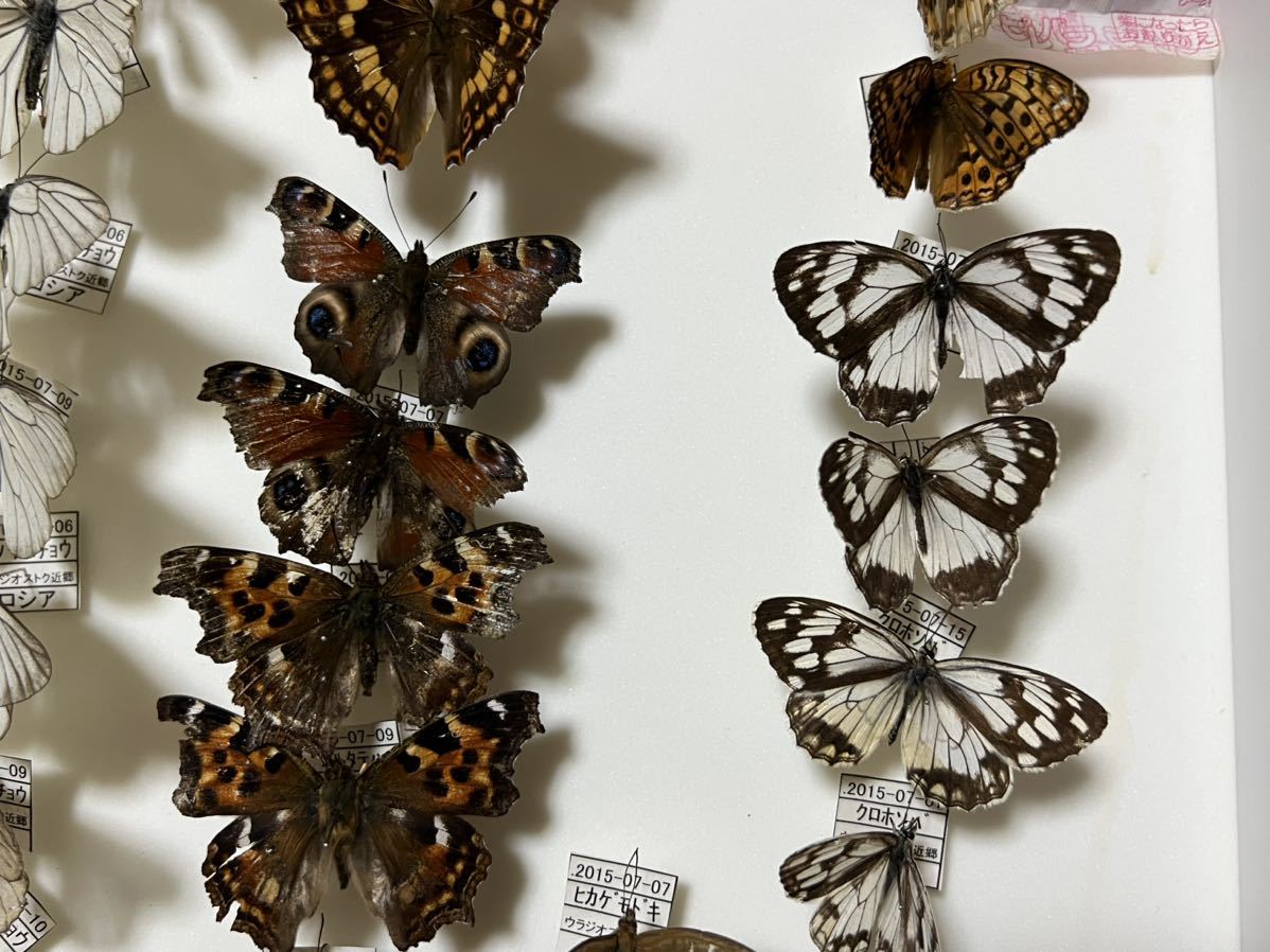 X*A様 ドイツ箱 カブトムシ標本 X*A様 ドイツ箱 カブトムシ標本 X*A様 ドイツ箱 カブトムシ標本 X*A様