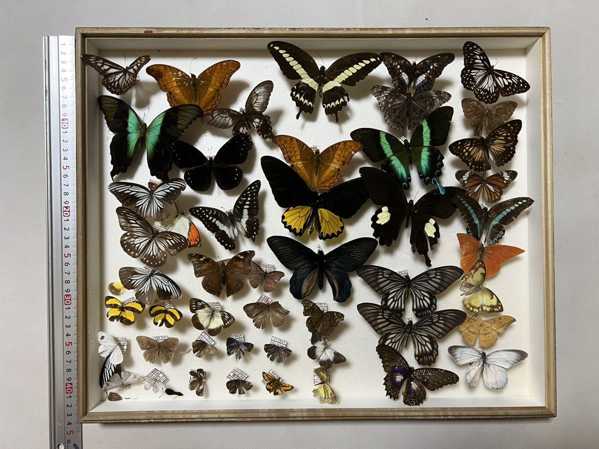 蝶の標本- 8頭セット 桐箱入り楽天市場】蝶 標本箱の通販