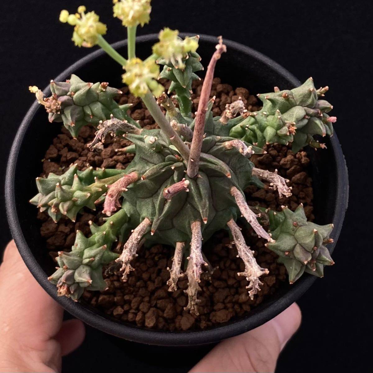 σ ユーフォルビア ファシクラータ 歓喜天 3号群生(極珍品) Euphorbia 