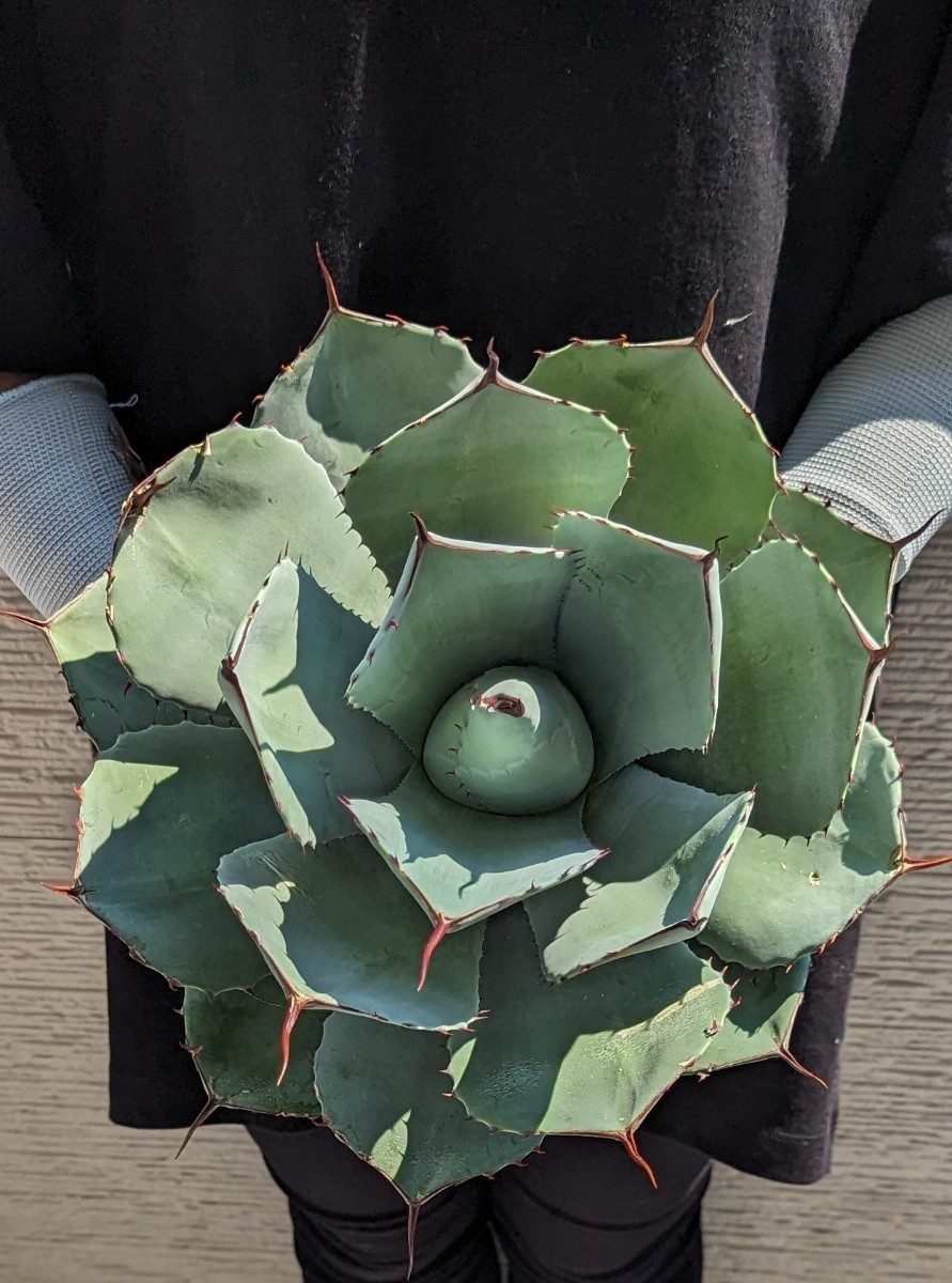 【美形　大株希少】アガベ　パリー　トランカータ　参考W約33cm、H約25cm　(検索　チタノタ)②
