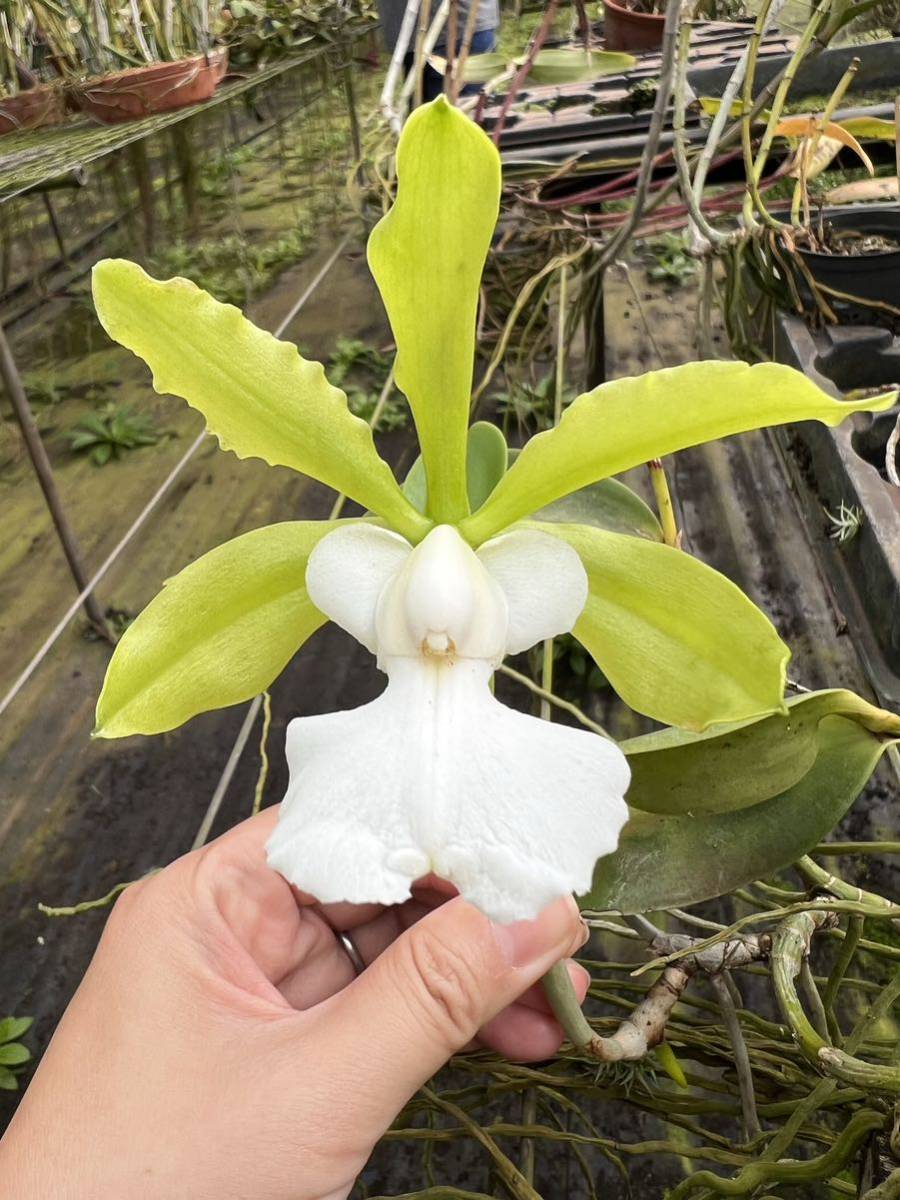 洋蘭原種 Cattleya aclandiae alba 人気SALE，セール 【公式通販】