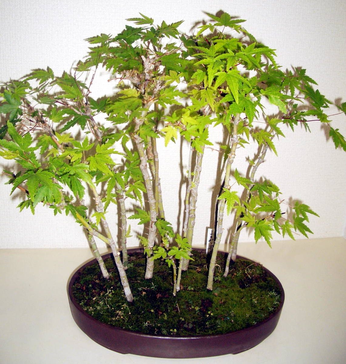 ☆4雑木盆栽・モミジ盆栽・寄せ植え、山もみじ13本立 盆栽 本店 山もみじ
