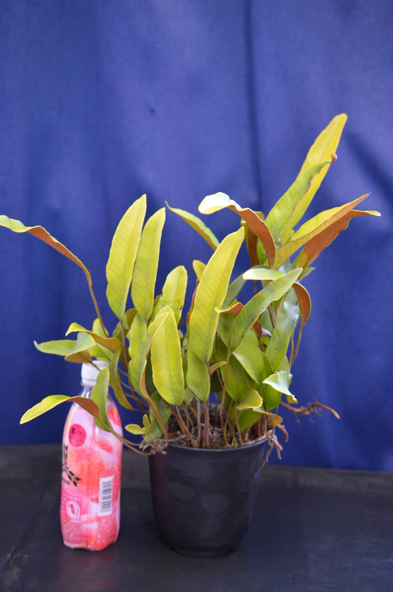 野生シダ、黄金葉、一ツ葉_1