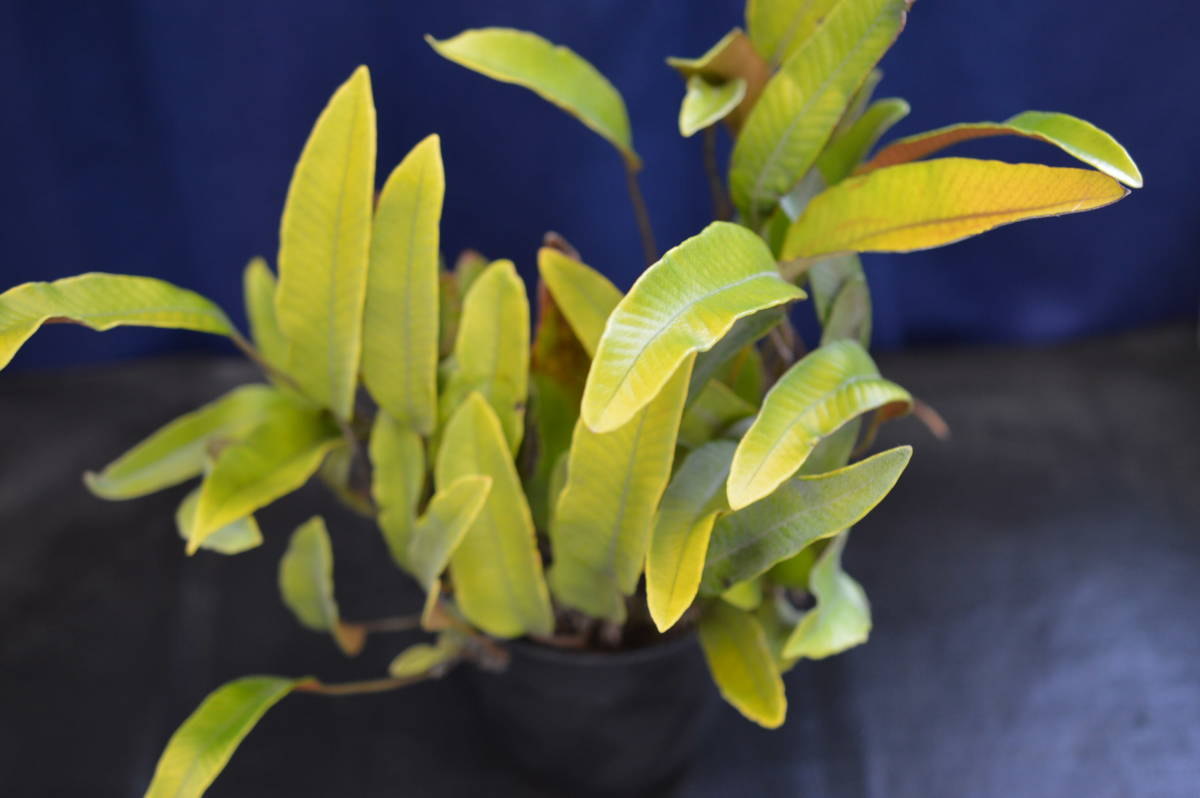 野生シダ、黄金葉、一ツ葉_2