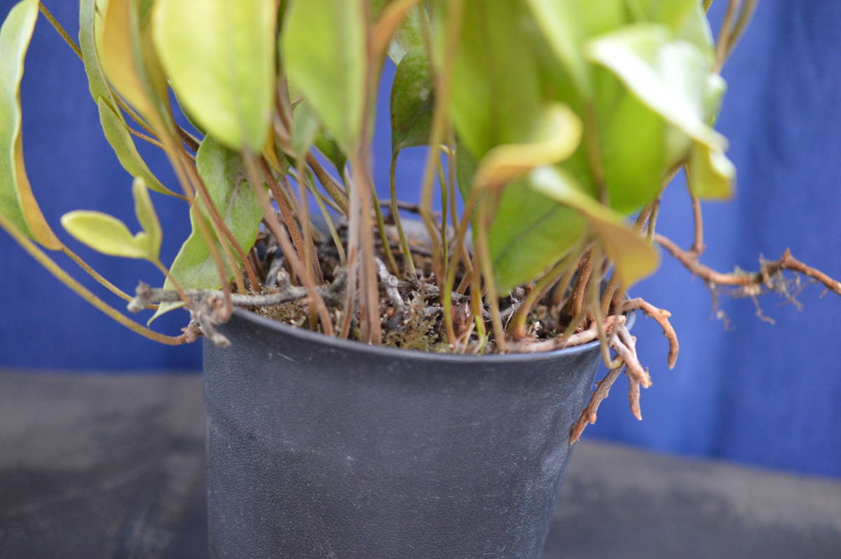 野生シダ、黄金葉、一ツ葉_3