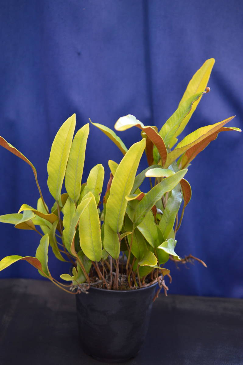 野生シダ、黄金葉、一ツ葉_4